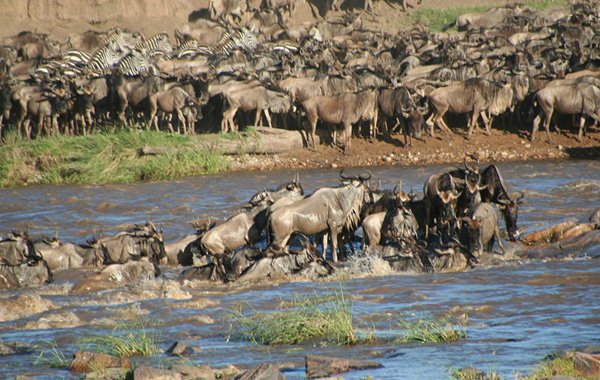 Wildebeest crossing river - Stefan Swanepoel