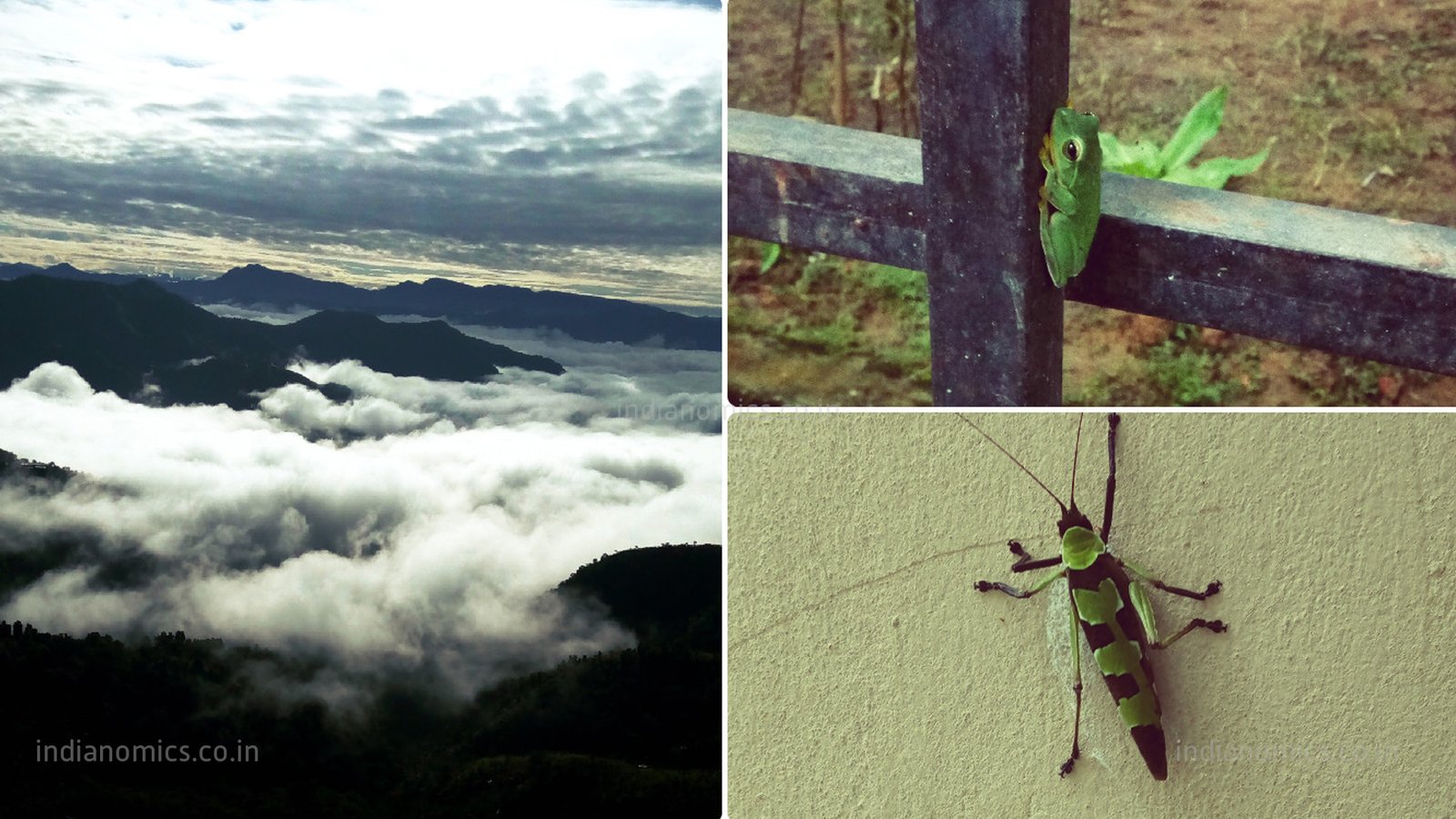 Misty mountains and local Insects found in Mizoram